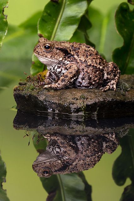 Reptiles And Amphibians, Salamanders, Common Toad, Dancing Animals, Frog And Toad, Cute Frogs, Nature Animals, Toad, Creature Design