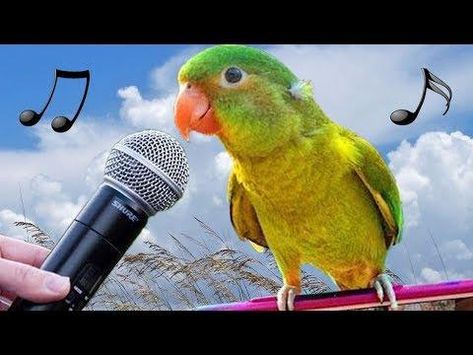 Funny Birds Meow Imitate iPhone Alarm – Parrots Talk Dance Sing Laugh Video – Cute Baby Parrot Sound Bird Videos, Conure Parrots, Singing Birds, Talking Parrots, Singing Bird, Funny Parrots, Dance Sing, Bird Gif, Cat Talk