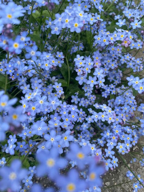 Forget me not flower may love happiness spring lovely lilac field of flowers Nature, Bonito, Forget Me Nots Flowers, Per Aspera Ad Astra, Not Wallpaper, Food Anime, Not Aesthetic, Boquette Flowers, Sweet 16 Gifts