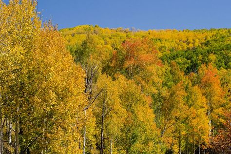 How to Grow and Care for Quaking Aspen Quaking Aspen Tree, Populus Tremuloides, Lombardy Poplar, Quaking Aspen, New Mexico Homes, Poplar Tree, Columnar Trees, Aspen Tree, Fast Growing Trees