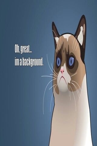 Oh great...im a background Humour, Cat Meme Wallpaper, Evil Cats, Cats Background, Background 1920x1080, Grumpy Kitty, Grumpy Cat Meme, Sf Wallpaper, Meme Background