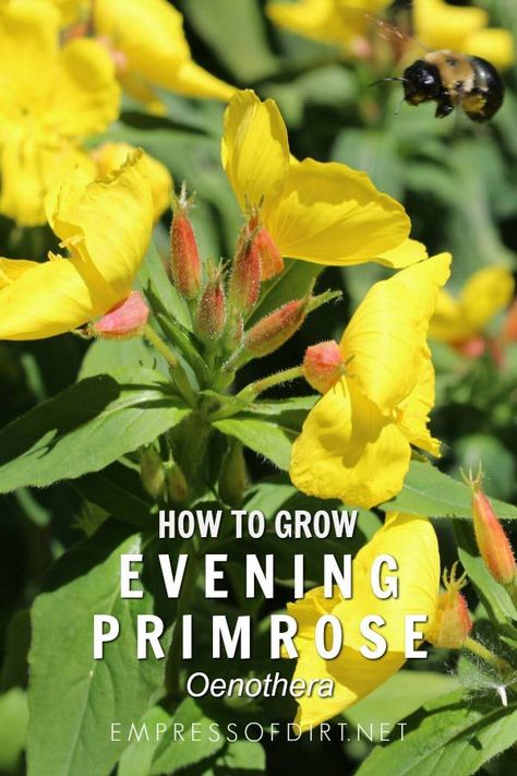 How to grow evening primrose (Oenothera) in your home garden. #growingtips #flowergarden #empressofdirt Nature, Evening Primrose Seeds, Evening Primrose Plant, Evening Primrose Flower, Primrose Plant, Primrose Flower, Rose Gardening, Smart Garden, Lawn Edging