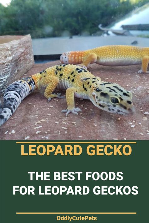 Leopard Gecko Food, Leopard Gecko Cage, Leopard Gecko Diet, Spotted Gecko, Lepord Gecko, Gecko Cage, Leopard Gecko Terrarium, Leopard Gecko Habitat, Leopard Gecko Tank