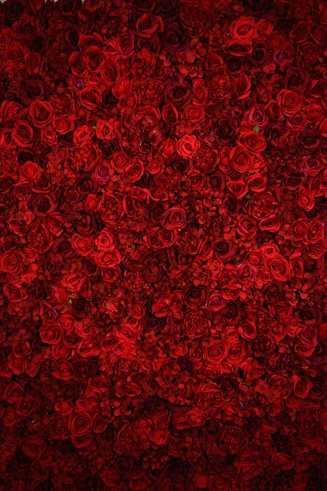 Red Roses Wallpaper Hd, Roses Background Photoshoot, Rose Backdrop Photoshoot, Rose Background Photoshoot, Red Flowers Wallpaper Backgrounds, Red Flower Backdrop, Red Wedding Background, Red Roses Backdrop, Red Backdrop Photoshoot