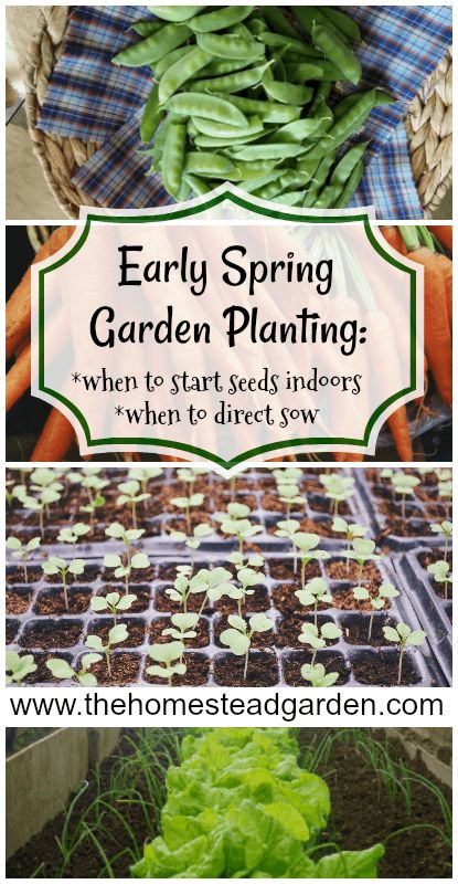 Seeds To Start Indoors, Garden Planting Guide, When To Start Seeds Indoors, When To Start Seeds, Start Seeds Indoors, Homestead Gardens, Starting Seeds Indoors, Garden Posts, Spring Plants