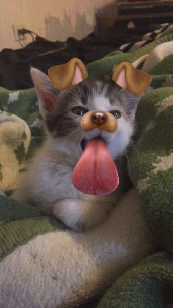 Kitty with puppy filter Snapchat, Filter