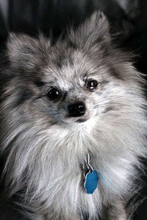 Blue Merle Pom Blue Merle Pomeranian, Merle Pomeranian, Pom Dog, Mini Pom, Cute Pomeranian, Pomeranian Dog, Blue Merle, Pomeranian Puppy, Tiny Dogs