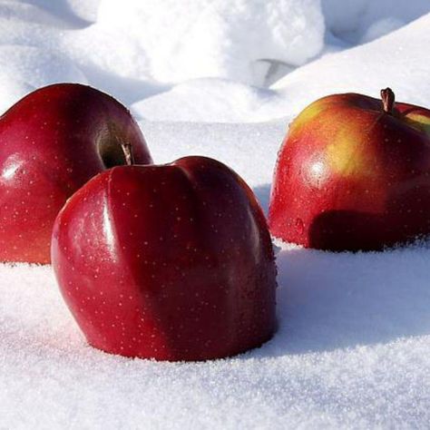 Apples in the snow, like an idea. Under your Christmas tree, you can lay cotton wool and put apples on it. Romantic? Winter Candy Apple, Candy Apple, Candy Apples, Cotton Wool, Red Apple, The Snow, Apples, Christmas Ideas, Plum