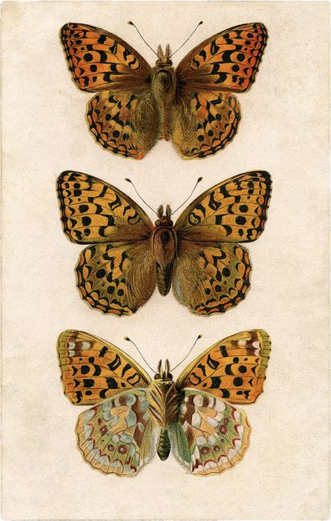 Exquisite Old Illustration of Three Butterflies Image! The Graphics Fairy, Butterfly Images, Butterfly Illustration, Orange Butterfly, Graphics Fairy, Insect Art, Clip Art Vintage, Vintage Poster Art, Vintage Butterfly