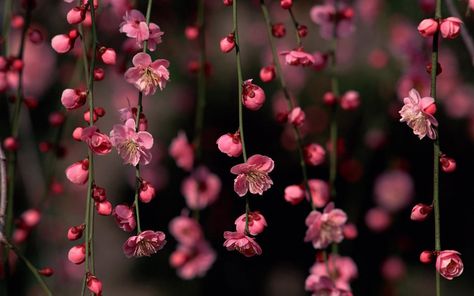 Floral Wallpaper Desktop, Pictures Of Spring Flowers, Spring Desktop Wallpaper, Spring Flowers Wallpaper, Pink Flowers Background, Pink Flowers Wallpaper, Spring Pictures, Spring Wallpaper, Cherry Blossom Flowers