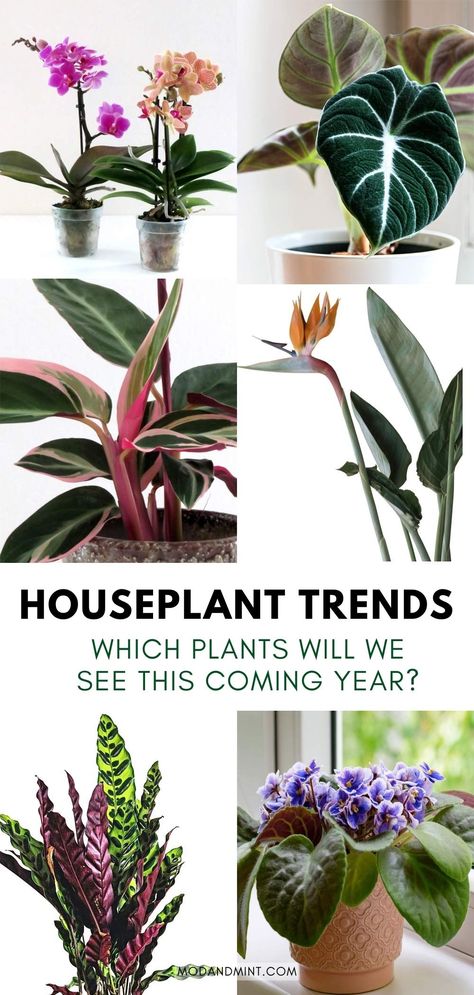 Rare Houseplants 2023, Trendy Plants 2023, 2023 Plant Trends, Plant Trends 2023, Trending Plants 2023, Indoor Plant Trends 2023, Popular Indoor Plants, Large House Plants Indoor, Low Light Plants Indoor