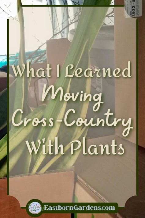 A Snake Plant (Sansevieria) in a cardboard box in the back of a moving van. Text overlay reads, "What I learned Moving Cross-Country With Plants" - EastbornGardens.com Transporting Plants When Moving, Packing Plants For A Move, How To Pack Plants When Moving, How To Move Plants When Moving, Moving Plants Long Distance, Moving With Plants, Cross Country Move Checklist, Moving Cross Country Tips, Cross Country Moving Tips