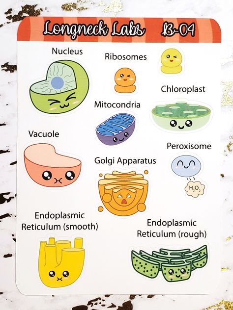 The What's in a Cell? Organelles! (Plant) sticker sheet has 10 stickers that are the main organelles in a plant cell. Draw an plant cell for fun!  Use them in your journal or bujo to record experiments or for a fun science theme! Details: Printed on white matte sticker paper. Stickers are kiss cut and ready to use right away! Stickers are NOT waterproof. The color of the stickers may differ from the picture due to lighting. Cell Organelles Drawing, Organelles Drawing, Plant Cell Drawing, Journal Stickers Kawaii, Plant Cell Project, Line Graph Worksheets, Biology Project, Biology Cell, Toys Template