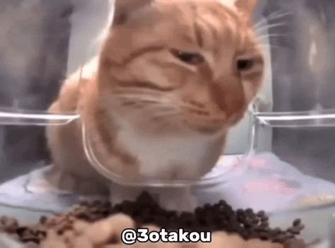 Tumblr, Cats Gif, Cat Energy, Silly Cars, Meme Chat, Honest Reaction, Silly Cats Pictures, Meme Gato, Orange Cats