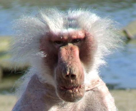 old man monkey Baboon, Funny Animal Pictures, Grumpy Animals, Tired Animals, Pictures Of The Week, Weird Animals, Primates, Animals Of The World, Four Legged