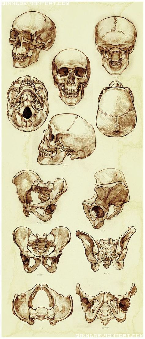 Anatomy Bones, Skull Reference, Skulls And Bones, Skeleton Anatomy, Human Anatomy Art, Anatomy Sketches, Anatomy For Artists, Anatomy Drawing, Anatomy Reference