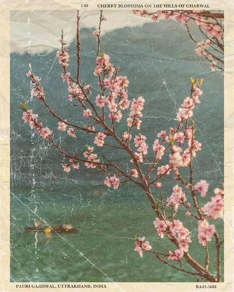 Japanese Blossom Aesthetic, Vintage Post Cards Printable, Vintage Cherry Blossom Illustration, Art Room Posters Free Printables, Vintage Postcards Aesthetic, Painting Japanese Cherry Blossom, Cherry Trees Aesthetic, Japanese Aesthetic Room Decor, Aesthetic Room Posters Printable Vintage