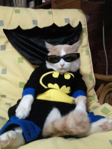 It’s that time of the… arbitrary period of chronology? Batman Cat, Scary Cat, Pet Halloween Costumes, Silly Cats Pictures, Animals Dogs, Cute Cats Photos, Pet Animals, Cat Sweaters, Silly Animals