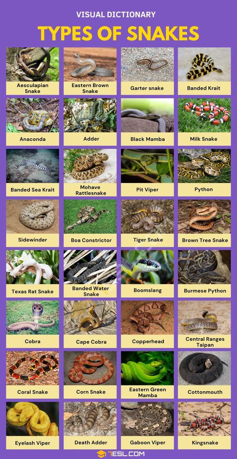 Snake Types Chart, Snake Identification Chart, Best Pet Snakes For Beginners, Different Types Of Snakes, Snake Names Ideas, Names For Snakes, Pet Snake Names, Snakes Species, Snake Types