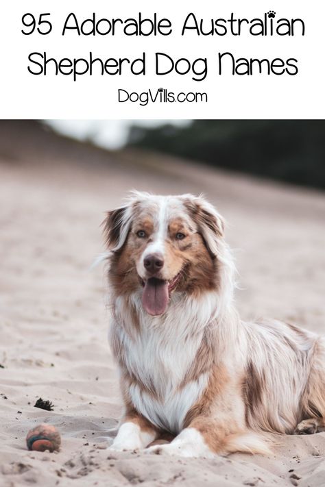 Looking for some adorable Australian Shepherd dog names? How about 95 of them? We've chosen the best inspired by all the features of this gorgeous dog! Australian Dog Names, Puppy Names Unique, Australian Shepherd Names, Girl Dog Names, Best Dog Names, Mini Australian Shepherds, Aussie Shepherd, Australian Shepherd Puppy, Aussie Puppies