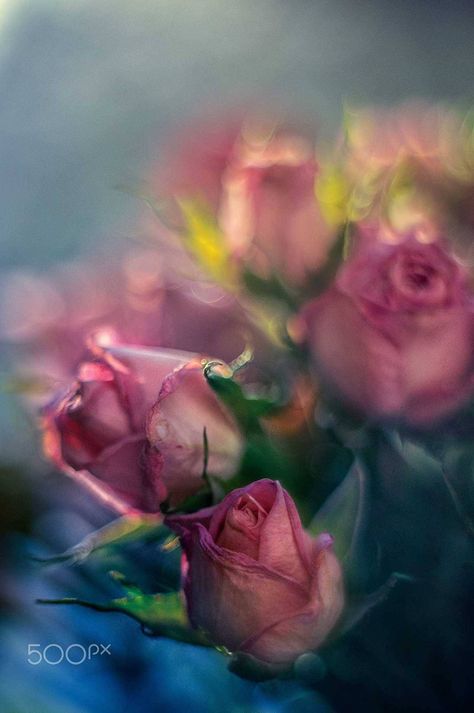 Raindrops and Roses Nature, Raindrops And Roses, Rose Flower Wallpaper, Focus Photography, Radha Rani, Lovely Flowers, Soft Focus, Beautiful Flowers Wallpapers, Vintage Poster Art