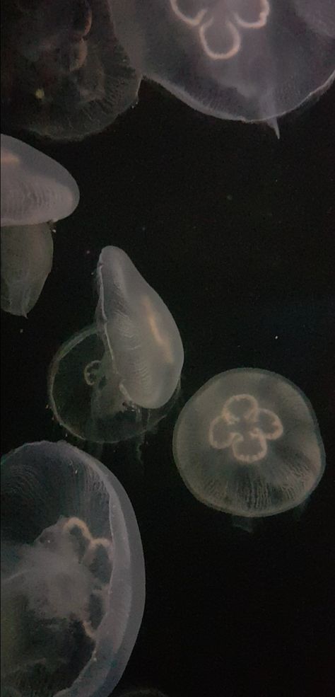 aesthetic moon jellyfish ocean wallpaper Jellyfish Phone Background, Moon Jelly Wallpaper, Sea Angels Wallpaper, Wallpaper Backgrounds Jellyfish, Dark Jellyfish Wallpaper, Jellyfish Aethestic, Black N White Wallpaper Aesthetic, Moon Jellyfish Painting, Aesthetic Wallpaper Jellyfish