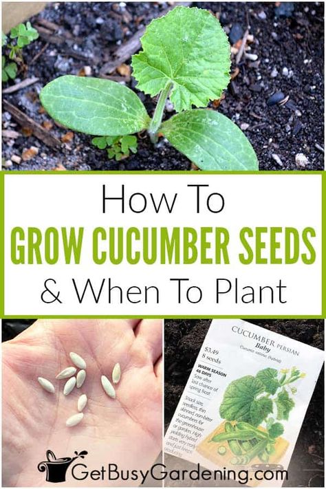 When To Plant Cucumbers, Growing Cucumbers From Seed, Cucumber Seedlings, Cucumber Varieties, Cucumber Gardening, Cucumber Plant, Easy Vegetables To Grow, Cucumber Seeds, Garden Layout Vegetable