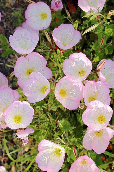 White Evening Primrose, Evening Primrose Plant, Prim Rose Flower, Primrose Tattoo Flower, Pink Evening Primrose, Pink Primrose, Evening Primrose Flower, Primrose Plant, Primrose Flower