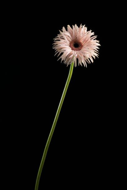 606 Long Stem Flowers Photos and Premium High Res Pictures - Getty Images Stem Flowers, Long Stem Flowers, Flowers Photos, Flower Photos, High Res, Royalty Free Images, Flower Painting, Tea Party, Dandelion