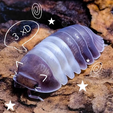 Bathynomus Giganteus, Giant Isopod, Pill Bug, Cool Bugs, Roly Poly, Beautiful Bugs, Creepy Crawlies, Arthropods, Silly Animals