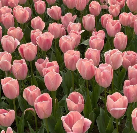 Flowers, Tulips, Russia, Aesthetic Flowers, Pink Tulips, Flower Aesthetic, Young Artist, Pink Flowers, Pins