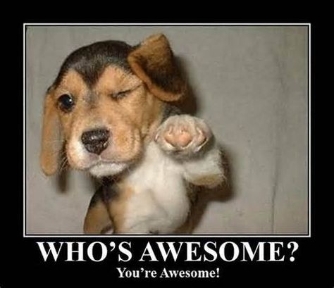 Who's awesome ? You're awesome ! Funny Dog Pictures, Funny Puppy Pictures, Funny Dog Photos, Love My Dog, Bad Dog, Puppies Funny, Baby Puppies, Puppy Pictures, E Card