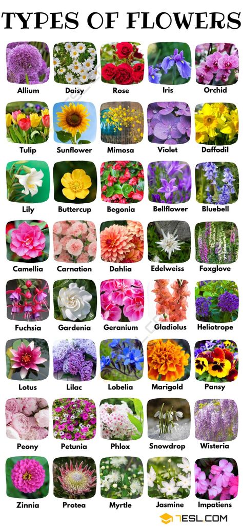 Flower Types Chart, All Flowers Name, Pretty Flower Names, Kinds Of Flowers, Different Kinds Of Flowers, Tanaman Indoor, Flower Chart, Seni Dan Kraf, Different Types Of Flowers