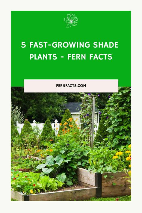 Raised garden beds with a variety of lush plants and flowers in a backyard garden. Text: "5 Fast-Growing Shade Plants - Fern Facts". Plants From Seeds, Growing Plants From Seeds, Fern Care, Indoor Ferns, Start Gardening, Fern Garden, Ferns Care, Growing Trees, Ferns Garden