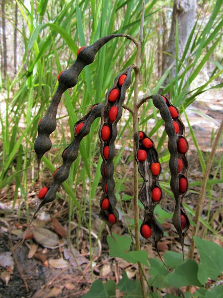 Como Plantar Pitaya, Texas Mountain Laurel, Goth Garden, Bean Pods, Strange Flowers, Weird Plants, Gothic Garden, Plant Fungus, Mountain Laurel