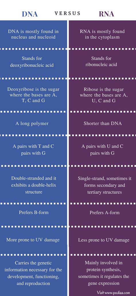 Difference Between DNA and RNA - Comparison Summary Biology Lessons, Dna And Rna, Biology Revision, Chemistry Basics, Study Biology, Biology Classroom, Biology Facts, Medical Student Study, Medical School Motivation