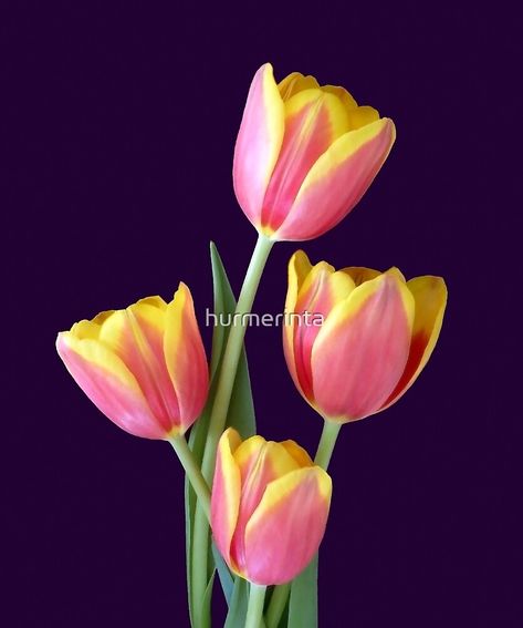 "Four Tulips On Purple" by hurmerinta | Redbubble Photos Of Tulips, Tulip Reference Photo, Pictures Of Flowers Photography, Tulips Reference, Flowers Reference Photo, Flower Pictures Photography, Tulip Reference, Purple Notebooks, Tulip Flower Photography