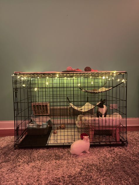 Bunny Dog Cage, Small Bunny Cage Ideas, Diy Rabbit Incloser, Dog Kennel Bunny Cage, Pet Bunny Enclosure, Small Bunny Cages In Bedroom, Bunny Bedding For Cage, Small Rabbit Cage, Bunny Cage Diy Indoor