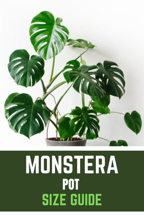 Monstera Pot Monstera Plant Aesthetic, Monstera Pot, Monstera Deliciosa Care, Monstera Care, Plante Monstera, Monstera Plant Care, Bamboo Stakes, Monstera Plants, Small Terracotta Pots