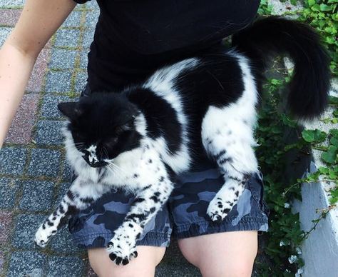 dalmatian cat spotty markings Rare Animals, Söpö Kissa, Söt Katt, Gorgeous Cats, Cat Pose, Most Beautiful Animals, Cat Character, Pretty Animals, Unique Cats