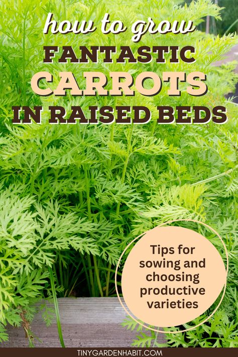 Planting carrots from seed in raised beds can yield an impressive harvest. Get practical tips from seasoned gardeners on creating the perfect environment for your carrot seeds to flourish. Read the article for more. Growing Carrots In Raised Beds, Planting Carrots, Carrot Varieties, Garden Setup, Grow Carrots, Colorful Carrots, Building Raised Beds, Growing Carrots, Kinds Of Vegetables