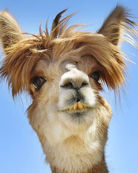 Funny Photos You Won't Be Able to Stop Laughing at | Reader's Digest Funny Cover Photos, Funny Llama Pictures, Laughing Horse, Llama Pictures, Llama Face, Music Cover Photos, Funny Llama, Adorable Newborn, Silly Photos