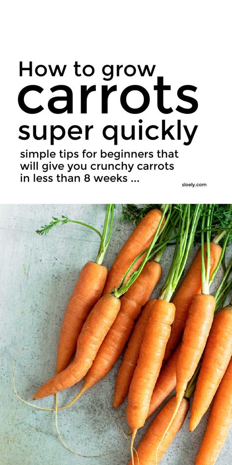 Carrots Planting Growing, Best Way To Grow Carrots, Planting Carrots In Containers, How To Grow Carrots, Carrots Plant, Bunny Therian, Growing Carrots In Containers, Soaking Seeds Before Planting, Carrots Growing