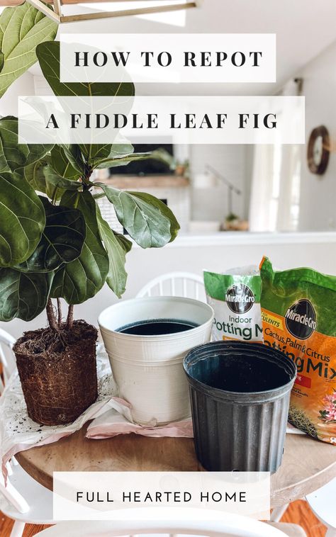 Best Pot For Fiddle Leaf Tree, Pot For Fiddle Leaf Fig Tree, Indoor Fiddle Leaf Fig, Fiddle Leaf Plant Pot, Fiddle Leaf Tree Pot Ideas, Fiddle Fig Plant, Mini Fiddle Leaf Fig, Fiddle Leaf Fig Pruning, Fiddle Leaf Fig Tree Care