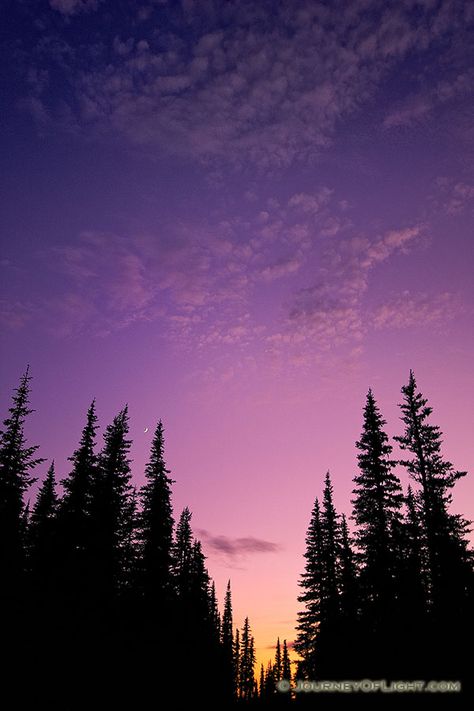 At Hurricane Ridge at Olympic National Park, Washington the crescent moon rose out of a beautiful sunset above the pine trees.