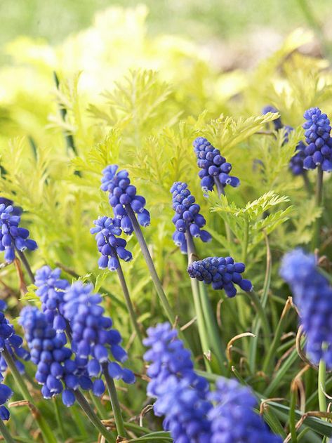 Create a stunning spring-blooming garden with bold Grape Hyacinth. More early-season flowers: http://www.bhg.com/gardening/flowers/perennials/early-blooming-flowers/?socsrc=bhgpin050213grapehyacinth=9 Spring Garden Ideas, April Gardening, Spring Landscaping, Spring Blooming Flowers, Grape Hyacinth, Early Spring Flowers, Winter Top, Smart Garden, Gardening Flowers