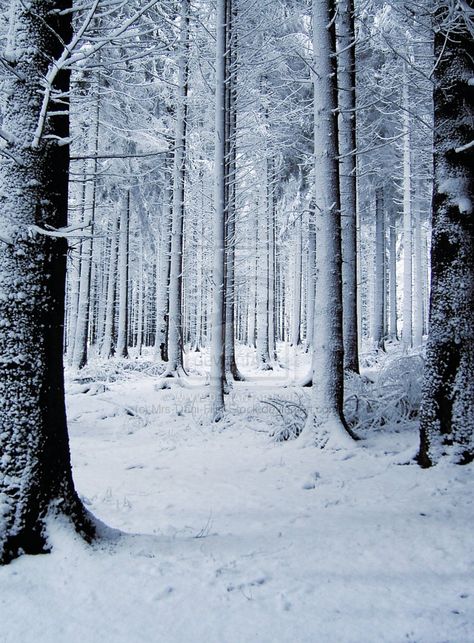 Snow Forest by MDFS by ~Mrs-Dani-Filth-Stock on deviantART Fairytale Images, Winter Wonderland Background, Backgrounds Winter, Snow Background, Snow Night, Forest Habitat, Snow Forest, Picture Tree, Backgrounds Images