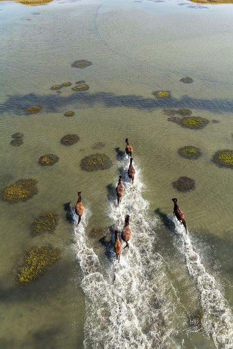 The Most Breathtaking Views Of Beautiful Earth From Above. Seen above: Photograph Wild Horses of Shackleford Banks by Brad Styron on 500px | #Photography #Nature #Wildlife Horse Photography, Cai Sălbatici, Running Horses, Winter Sun, All The Pretty Horses, Haiwan Peliharaan, Pretty Horses, Horse Pictures, Horse Love
