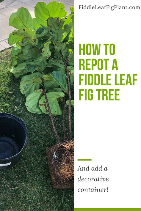 Fiddle Leaf Fig Care, Fiddle Fig Tree, Ranch Home Remodel, Fiddle Leaf Tree, Fig Plant, Fiddle Fig, Fiddle Leaf Fig Tree, Indoor Plant Care, Inside Plants