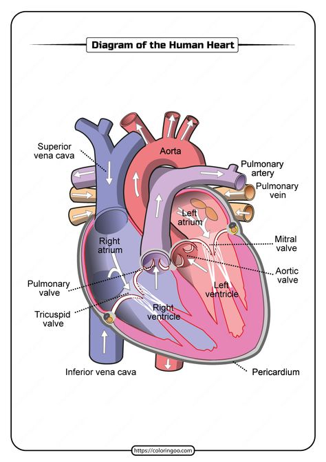 Free Printable Diagram of the Human Heart. #free #printable #diagram #humanheart #human #heart #pdf #worksheet Draw Heart Human, Human Organ Diagram, Heart Anatomy Drawing, Human Heart Diagram, Human Heart Drawing, Biology Diagrams, Anatomy Flashcards, Science Diagrams, Human Heart Anatomy